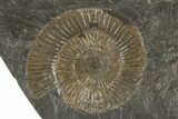 Dactylioceras Ammonite Cluster - Posidonia Shale, Germany #180383-1